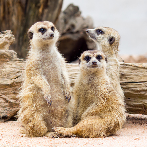 PTV Zoo 600x600pix